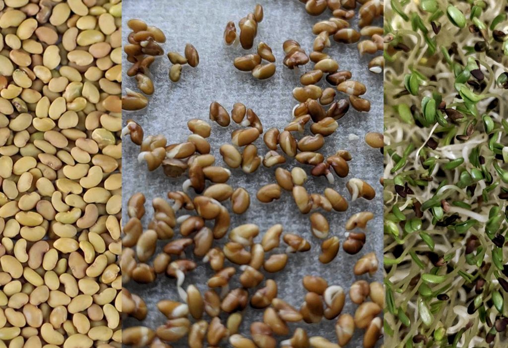 growing alfalfa sprouts at home