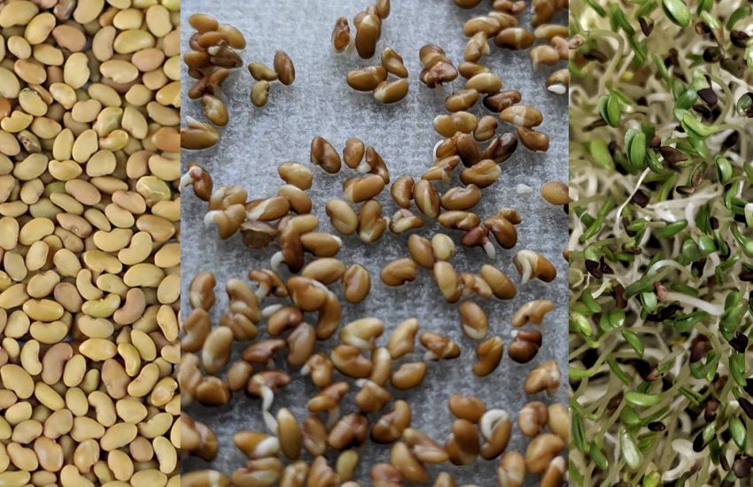 growing alfalfa sprouts at home