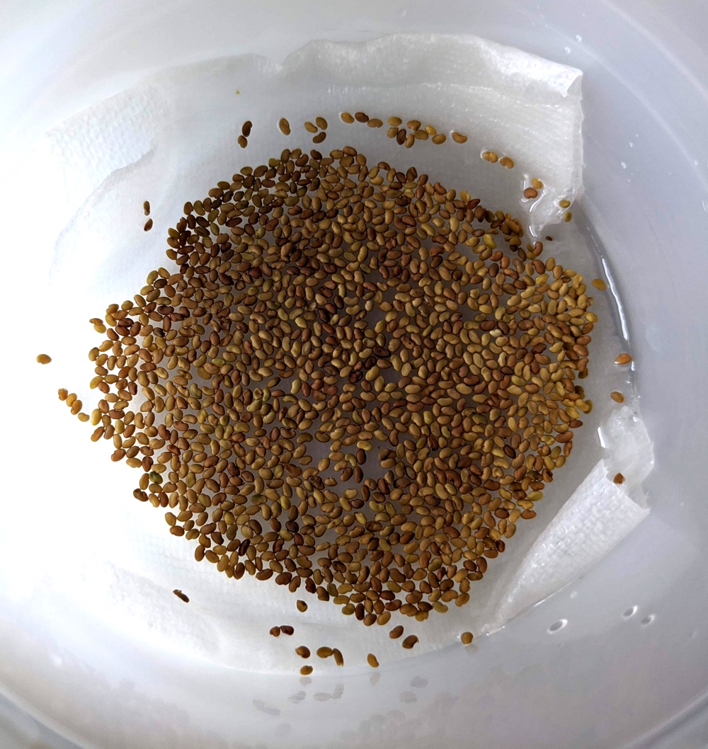 growing alfalfa sprouts at home seeds