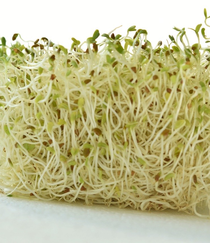 growing alfalfa sprouts longer stem yellower leaves