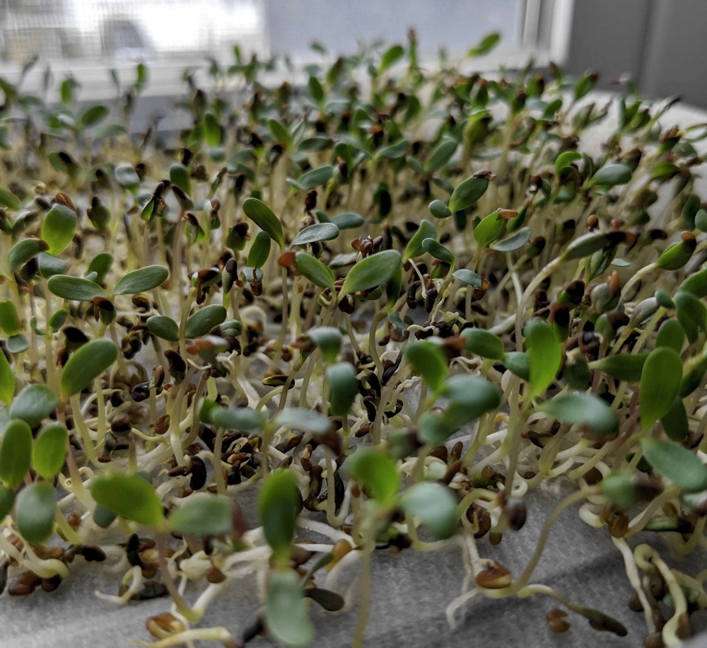 growing alfalfa sprouts shorter stem greener leaves