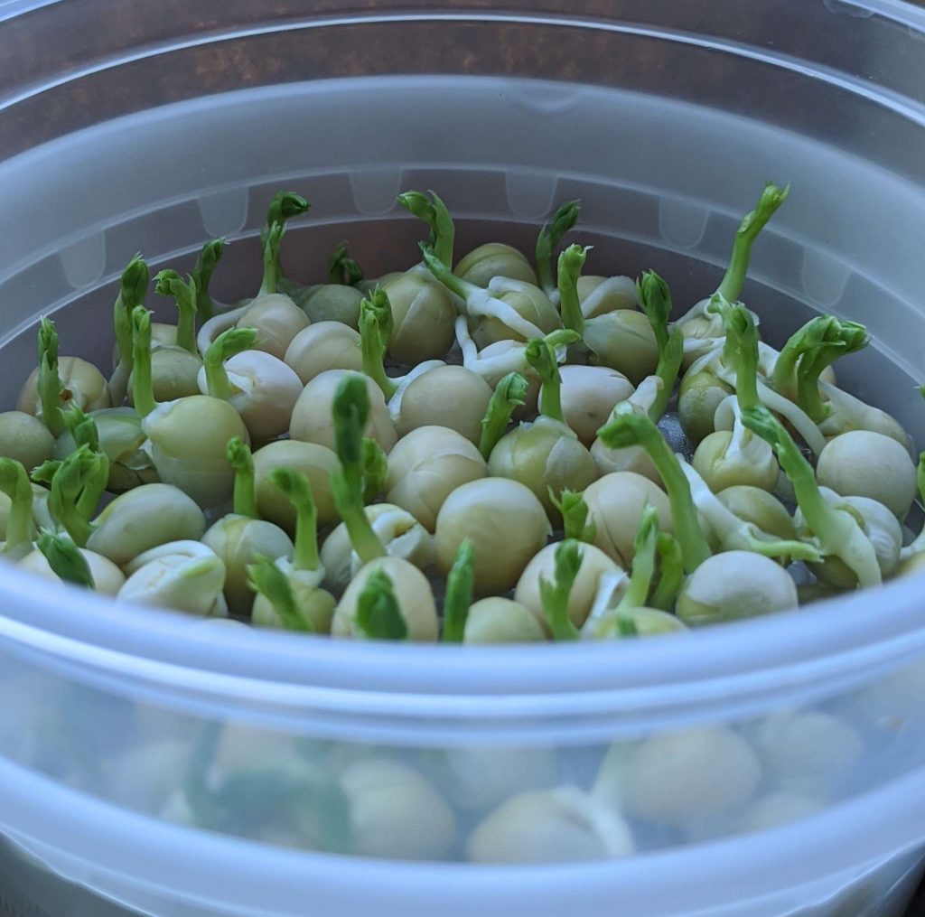 growing pea shoots at home day 4