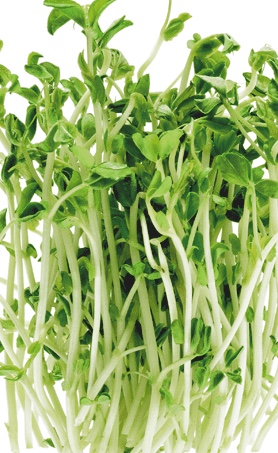 image of pea shoots