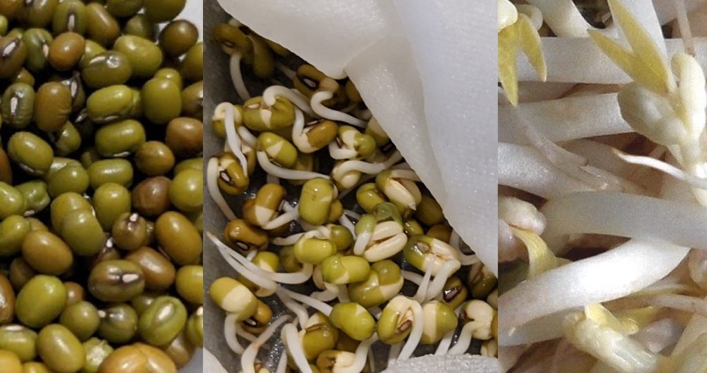 growing mung bean sprouts at home, bean, baby seedling, bean sprout