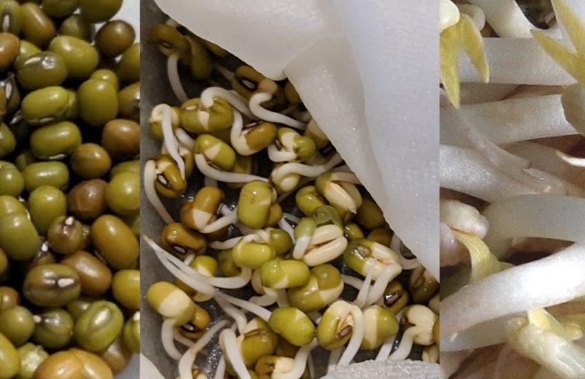 growing mung bean sprouts at home, bean, baby seedling, bean sprout