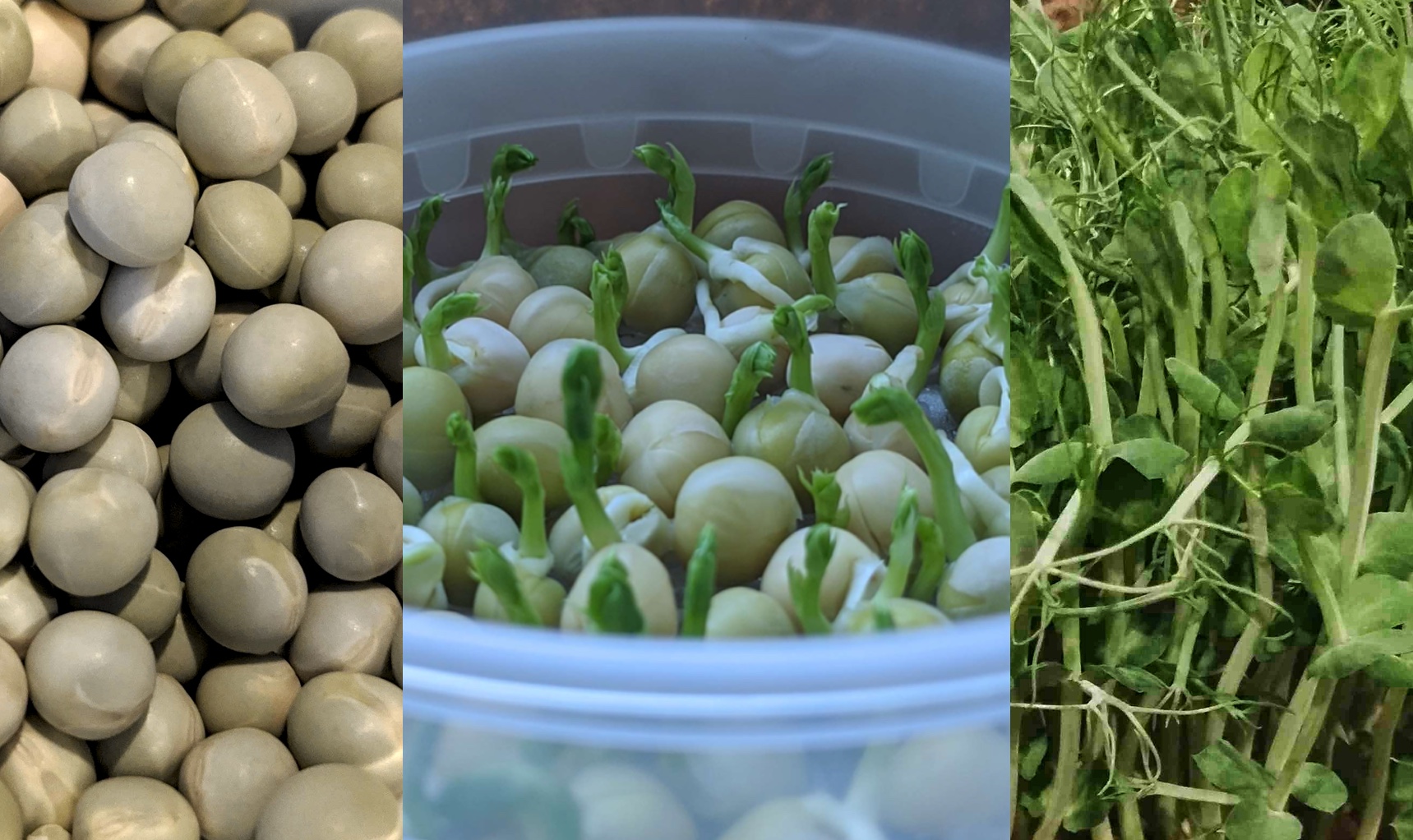 Growing Greens at Home Pea Shoots