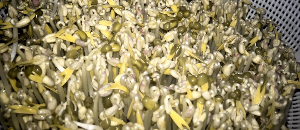 Mung Bean Spouts Grown in Colander