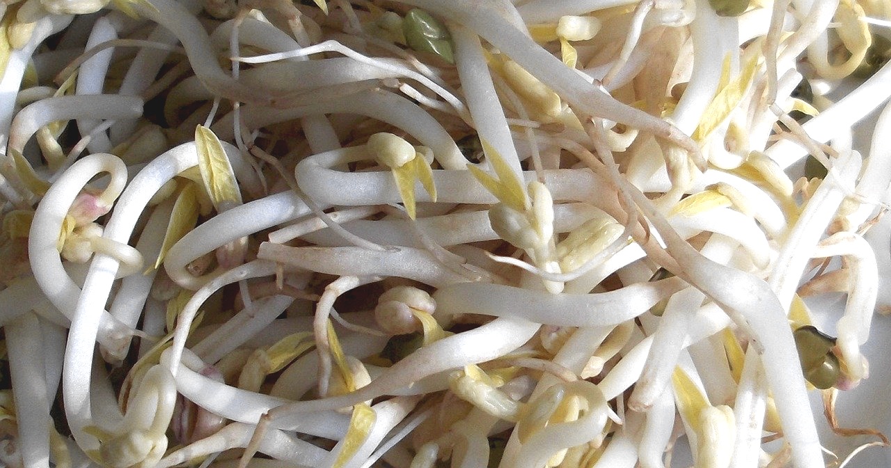 Sprouted Mung Bean Sprouts