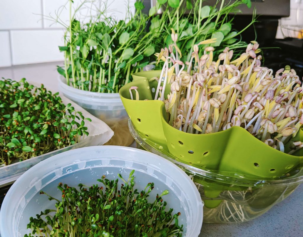 growing microgreens at home, peas, bean sprouts and alfalfa sprouts