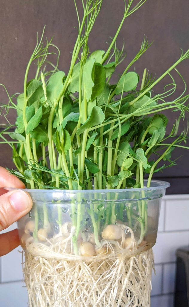 growing pea shoots at home, day 9